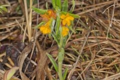 Hoary Puccoon, Lithospermum canascens