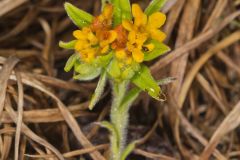 Hoary Puccoon, Lithospermum canascens