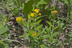 Hoary Puccoon, Lithospermum canascens