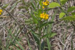 Hoary Puccoon, Lithospermum canascens