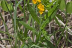 Hoary Puccoon, Lithospermum canascens