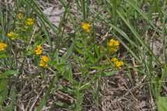 Hoary Puccoon, Lithospermum canascens