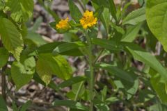 Hoary Puccoon, Lithospermum canascens