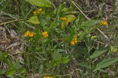 Hoary Puccoon, Lithospermum canascens