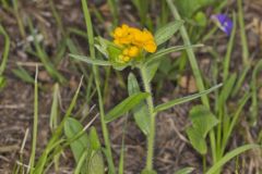 Hoary Puccoon, Lithospermum canascens