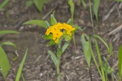 Hoary Puccoon, Lithospermum canascens