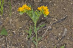 Hoary Puccoon, Lithospermum canascens