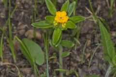 Hoary Puccoon, Lithospermum canascens