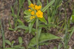 Hoary Puccoon, Lithospermum canascens