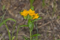 Hoary Puccoon, Lithospermum canascens