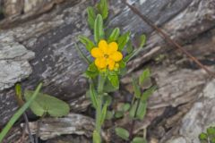 Hoary Puccoon, Lithospermum canascens