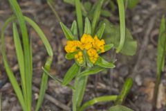 Hoary Puccoon, Lithospermum canascens