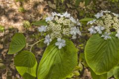 Hobble-bush, Viburnum lantanoides