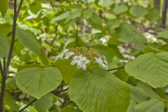 Hobble-bush, Viburnum lantanoides