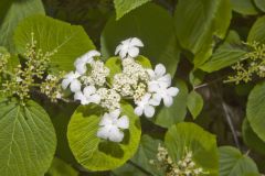 Hobble-bush, Viburnum lantanoides