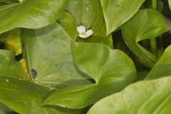 Hooded Arrowhead, Sagittaria calycina