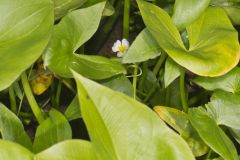 Hooded Arrowhead, Sagittaria calycina