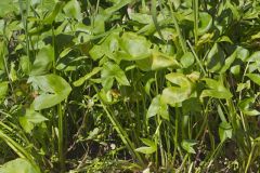 Hooded Arrowhead, Sagittaria calycina