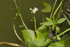 Hooded Arrowhead, Sagittaria calycina