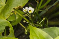 Hooded Arrowhead, Sagittaria calycina