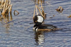 Hooded Merganser, Lophodytes cucullatus