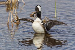 Hooded Merganser, Lophodytes cucullatus