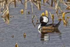 Hooded Merganser, Lophodytes cucullatus