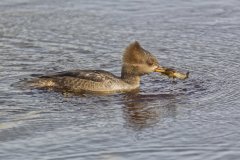 Hooded Merganser, Lophodytes cucullatus