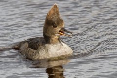 Hooded Merganser, Lophodytes cucullatus