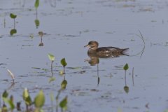 Hooded Merganser, Lophodytes cucullatus