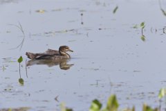 Hooded Merganser, Lophodytes cucullatus