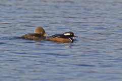 Hooded Merganser, Lophodytes cucullatus