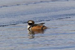 Hooded Merganser, Lophodytes cucullatus