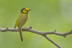 Hooded Warbler, Setophaga citrina