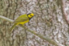 Hooded Warbler, Setophaga citrina