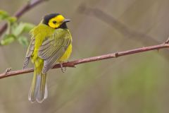 Hooded Warbler, Setophaga citrina