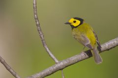 Hooded Warbler, Setophaga citrina