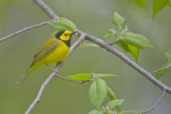 Hooded Warbler, Setophaga citrina