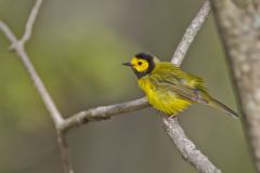 Hooded Warbler, Setophaga citrina