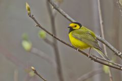 Hooded Warbler, Setophaga citrina