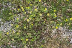 Hop Trefoil, Trifolium campestre