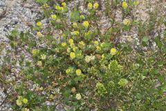 Hop Trefoil, Trifolium campestre