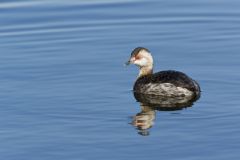 Horned Grebe, Podiceps auritus