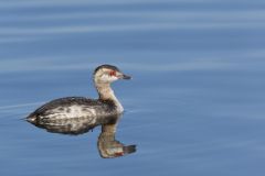 Horned Grebe, Podiceps auritus