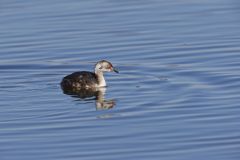 Horned Grebe, Podiceps auritus