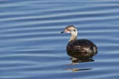 Horned Grebe, Podiceps auritus