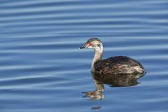 Horned Grebe, Podiceps auritus