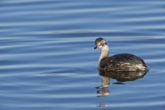 Horned Grebe, Podiceps auritus