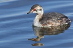 Horned Grebe, Podiceps auritus