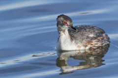 Horned Grebe, Podiceps auritus